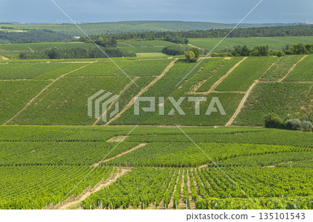 Chablis vineyards extending across the rolling hills of Bourgogne Franche Comte Chablis vineyards extending across the rolling hills of Bourgogne Franche Comte 135101543