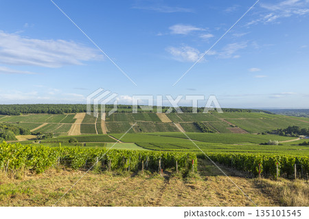 Chablis vineyards covering rolling hills under blue sky Chablis vineyards covering rolling hills under blue sky 135101545