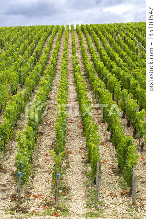 Chablis vineyard showing rows of green grapevines under cloudy sky Chablis vineyard showing rows of green grapevines under cloudy sky 135101547