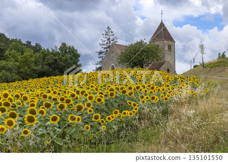 Sunflowers blooming near a historic church in Saint Aubin des Chaumes 135101550