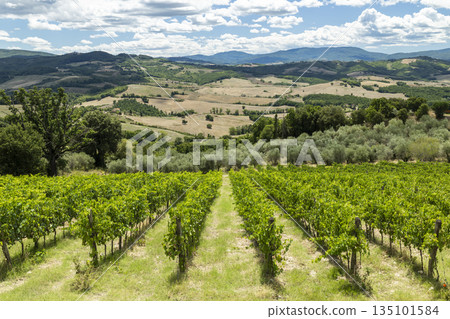 Tuscan vineyard rows growing grapes in Casole d'Elsa Tuscan vineyard rows growing grapes in Casole d'Elsa 135101584