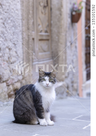 Street cat sitting looking in Sorano, Italy Street cat sitting looking in Sorano, Italy 135101592