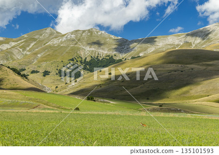 Umbria landscape with fox on Castelluccio plain Umbria landscape with fox on Castelluccio plain 135101593