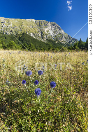 Globe thistles blooming in Sibilline Mountains National Park 135101599