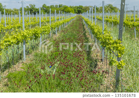 Vineyard row in spring with red cover crop Vineyard row in spring with red cover crop 135101678