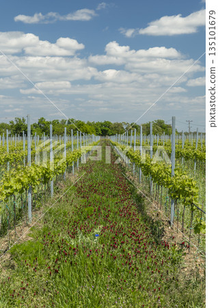 Young grapevines growing in Ivan vineyard, Jihomoravsky kraj 135101679