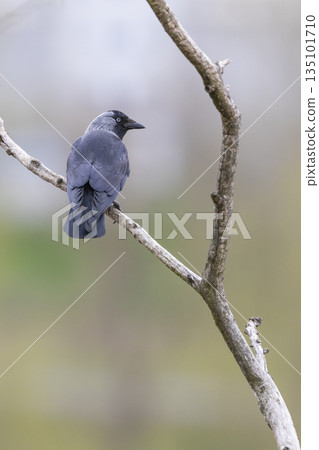 Eurasian jackdaw bird perched on bare branch in Prague Eurasian jackdaw bird perched on bare branch in Prague 135101710