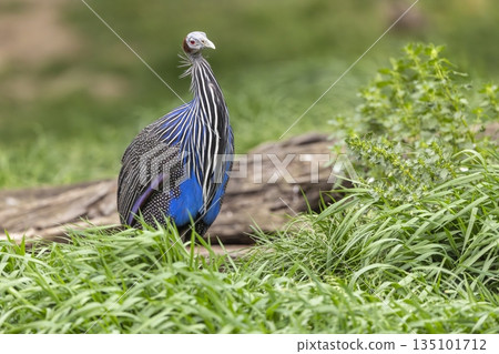 Vulturine guineafowl standing in green grass, Prague ZOO Vulturine guineafowl standing in green grass, Prague ZOO 135101712