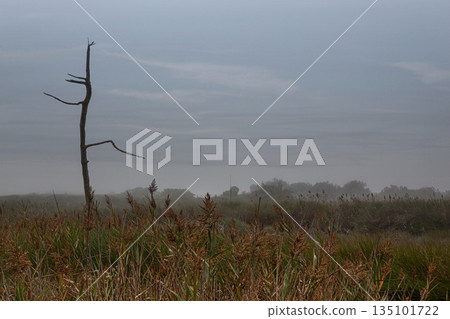 A somber atmosphere in the moors 135101722