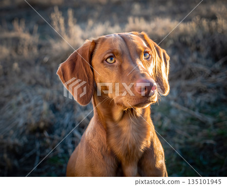 Dog with brown fur looks at camera during golden hour in a grassy field with soft light and blurred background 135101945
