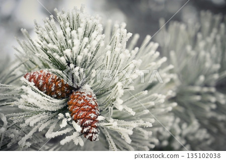 Frosted Pine Cones on Winter Branch 135102038