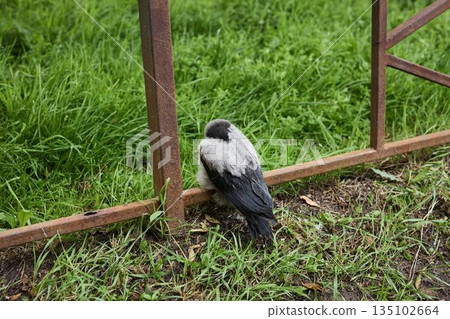 Serene hooded crow rests quietly on moist grass in tranquil urban Serene hooded crow rests quietly on moist grass in tranquil urban 135102664
