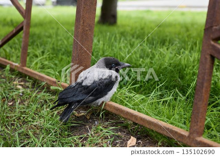 Urban hooded bird carefully examining surrounding litter 135102690