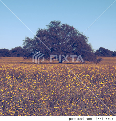 Flowered field in the Pampas Plain, La Pampa Province, Patagonia, Argentina. Flowered field in the Pampas Plain, La Pampa Province, Patagonia, Argentina. 135103303