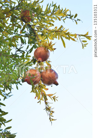 Pomegranate Pomegranate 135103311