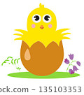 Cute little chick hatched from an egg 135103353