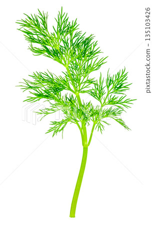 Fresh dill herb isolated on white background Fresh dill herb isolated on white background 135103426