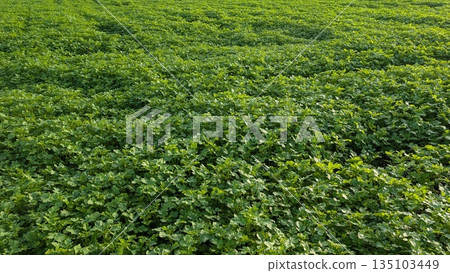 Endless Meadow Of Lush Greenery, Wide Open Field Filled With Vibrant Lowgrowing Plants And Greenery 135103449