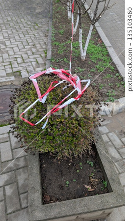 Faded Bike Structure In City, Abandoned Bicycle Frame Lying On Shrub With Cracked Pavement 135103460