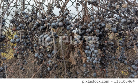 Wild Harvest At Hedgerow Edge, Expansive Hedgerow Filled With Clusters Of Blueberries And Tangled Stems Wild Harvest At Hedgerow Edge, Expansive Hedgerow Filled With Clusters Of Blueberries And Tangled Stems 135103464