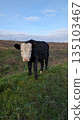 An Inquisitive Young Black Calf With Soft Features Explores Wet Grass In Tranquil Rural Landscape 135103467