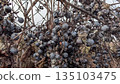 Withered Grapes And Fallen Leaves, Rustic Scene Showcasing Seasonal Decline And Weathered Natural Textures 135103475
