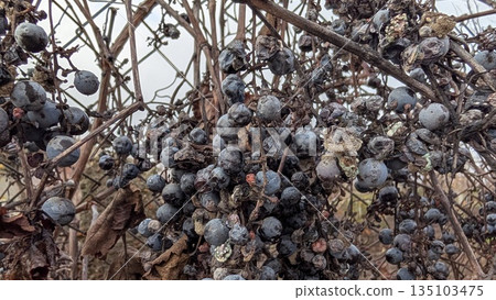Withered Grapes And Fallen Leaves, Rustic Scene Showcasing Seasonal Decline And Weathered Natural Textures Withered Grapes And Fallen Leaves, Rustic Scene Showcasing Seasonal Decline And Weathered Natural Textures 135103475