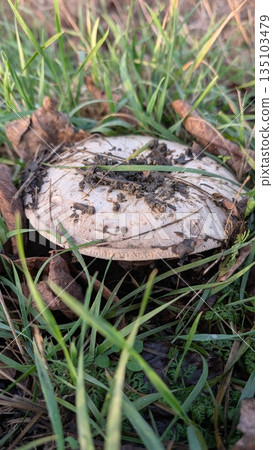 Damp Grass Hosts Small Mushroom, Lone Mushroom Sits In Wet Grass Under Morning Light With Insects Nearby 135103479