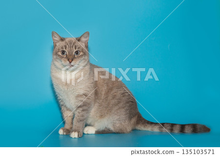 Beautiful gray shelter cat with blue eyes Beautiful gray shelter cat with blue eyes 135103571