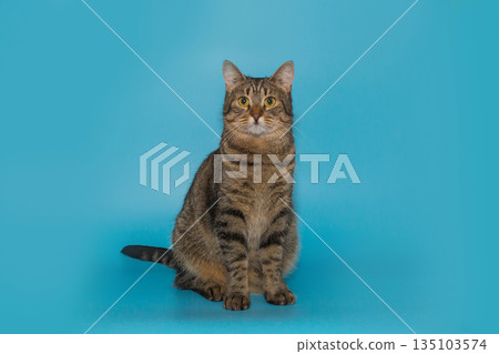 Serious and sad gray shelter cat Serious and sad gray shelter cat 135103574