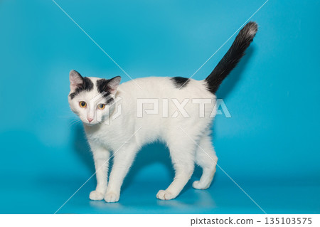 Beautiful white cat with black spots with yellow eyes 135103575