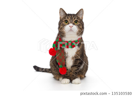 Beautiful grey cat in a warm scarf Beautiful grey cat in a warm scarf 135103580