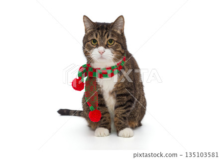Beautiful grey cat in a red and green scarf Beautiful grey cat in a red and green scarf 135103581