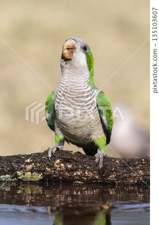 Parakeet,feeding on wild fruits, La Pampa, Patagonia, Argentina 135103607