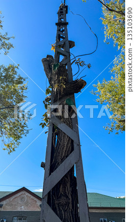 Tall tree trunk growing inside a metal lattice utility tower under a bright blue sky, showing a unique intersection of nature and industry. Tall tree trunk growing inside a metal lattice utility tower under a bright blue sky, showing a unique intersection of nature and industry. 135103690