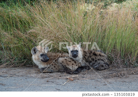 Two hyena cubs resting near tall grass in Kruger National Park Two hyena cubs resting near tall grass in Kruger National Park 135103819