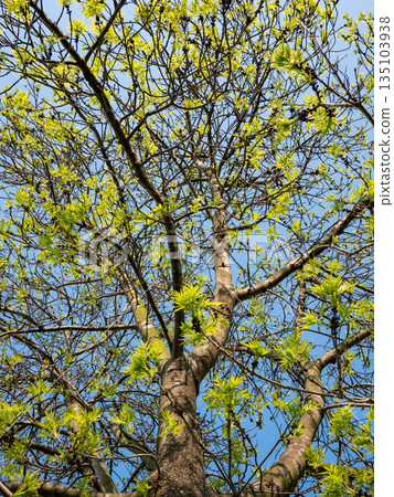 Spring tree branches with fresh green leaves against blue sky Spring tree branches with fresh green leaves against blue sky 135103938