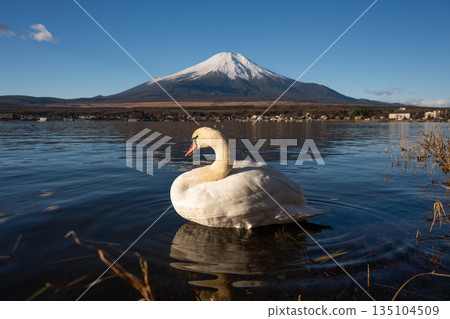 Majestic swan swimming in lake with Mount Fuji in background Majestic swan swimming in lake with Mount Fuji in background 135104509