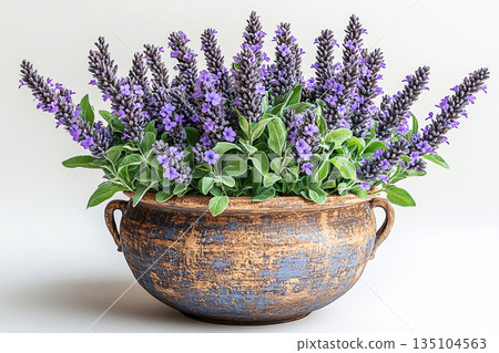 Blooming plant in pot. Potted sage plant with gray-green leaves and purple flowers on a white background. Herb in pot. Salvia is grown as garden plants. 135104563