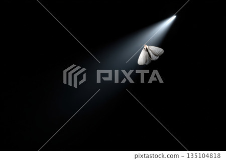 Moth captured in a beam of light against a dark background in a silent moment 135104818