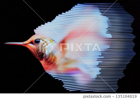 Colorful hummingbird captured in dynamic flight against a dark background 135104819