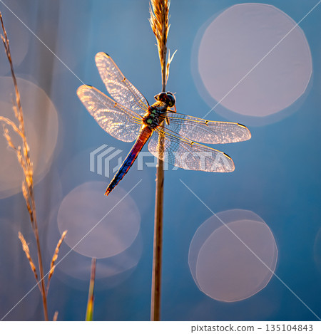 Dragonfly resting on a grass blade during sunset in a natural setting by the water Dragonfly resting on a grass blade during sunset in a natural setting by the water 135104843