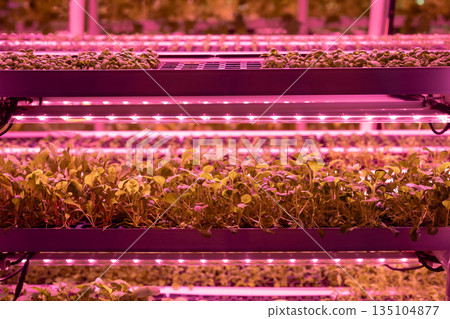 Microgreens under grow lights, closeup. Seedlings salad growing under LED lights in greenhouse Microgreens under grow lights, closeup. Seedlings salad growing under LED lights in greenhouse 135104877