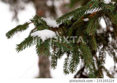 Evergreen spruce branches framed by fresh white snow Evergreen spruce branches framed by fresh white snow 135105224