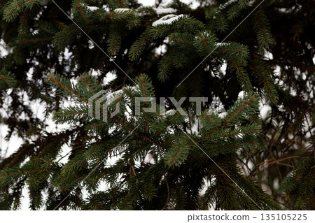 Close up view of spruce branches covered with fresh snow Close up view of spruce branches covered with fresh snow 135105225