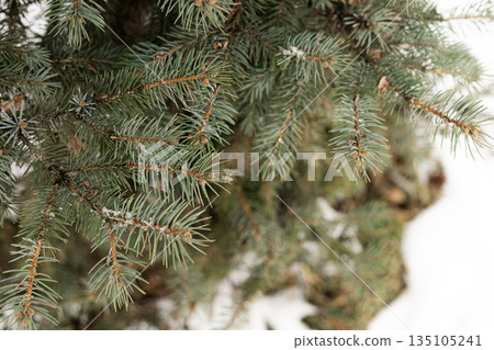 Green spruce branches forming a natural evergreen texture 135105241