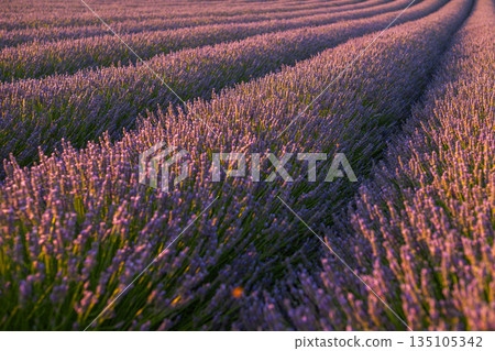 Scenic lavender field with rows of purple flowers, natural summer countryside background. Scenic lavender field with rows of purple flowers, natural summer countryside background. 135105342