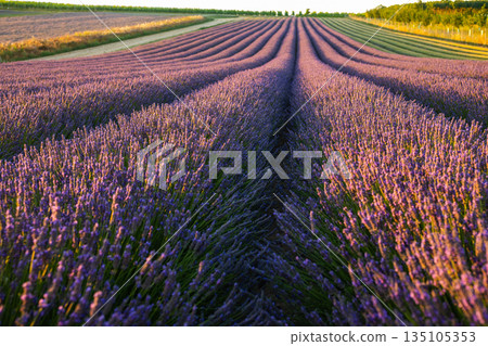 Wide view of a lavender field in full bloom, purple flowers glowing in warm sunlight. Wide view of a lavender field in full bloom, purple flowers glowing in warm sunlight. 135105353