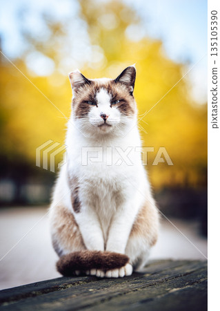 A cat standing in front of a row of ginkgo trees A cat standing in front of a row of ginkgo trees 135105390