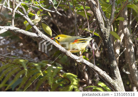 紅蝴蝶棲息在樹枝上 紅蝴蝶棲息在樹枝上 135105518